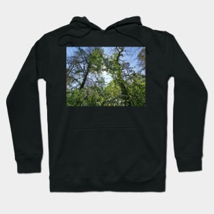 An endless forest Hoodie